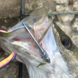 梅雨の増水濁りでリフレッシュ!