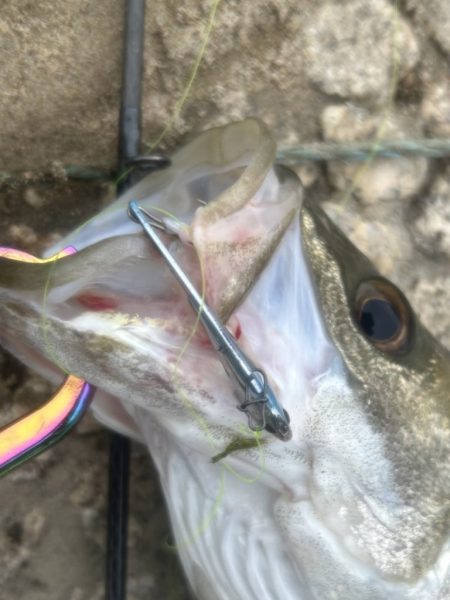 梅雨の増水濁りでリフレッシュ!