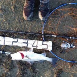 今までの、ぼうず続きが嘘のよう…