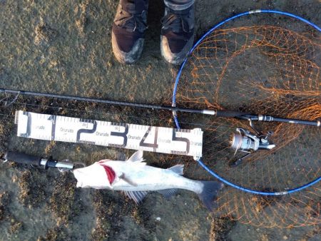 今までの、ぼうず続きが嘘のよう…