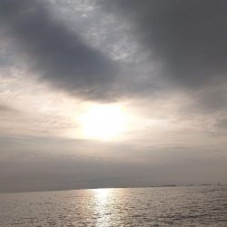 居着きの黒くてでかいシーバス