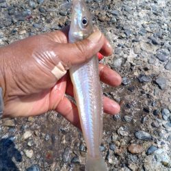 播磨新島のキス