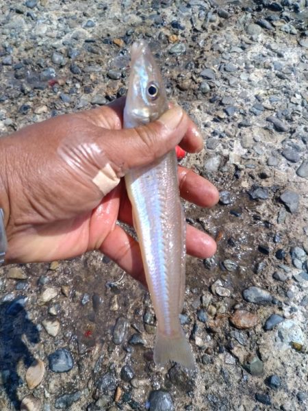 播磨新島のキス