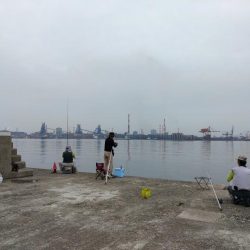 播磨新島のキス調査