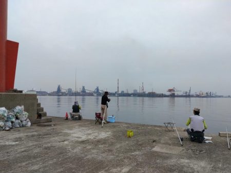 播磨新島のキス調査