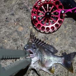 2024/06/21 南港ヘチ釣り釣行