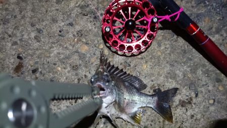 2024/06/21 南港ヘチ釣り釣行