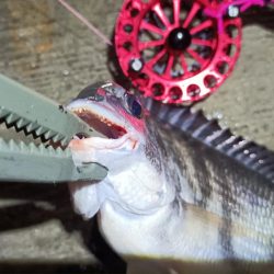 2024/06/28 南港ヘチ釣り釣行（短時間ヘチ釣行）