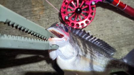 2024/06/28 南港ヘチ釣り釣行（短時間ヘチ釣行）