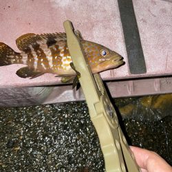 newロッド鱗付けに…