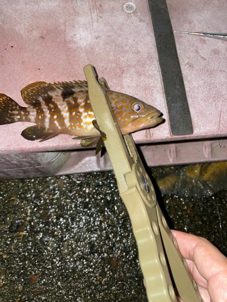 newロッド鱗付けに…