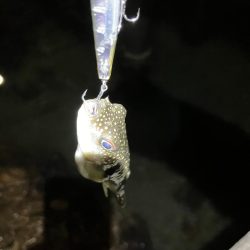 シーバス狙いからの…