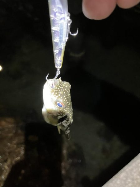 シーバス狙いからの…