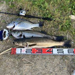 平日デイシーバス