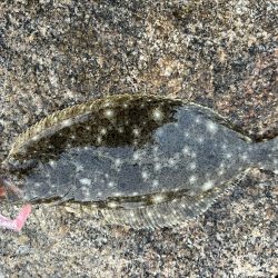 キス&フラット求めて