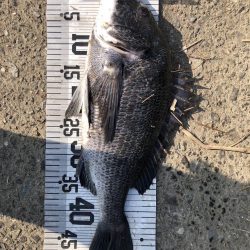 78匹‼️自己新