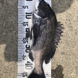 大漁‼️60匹‼️