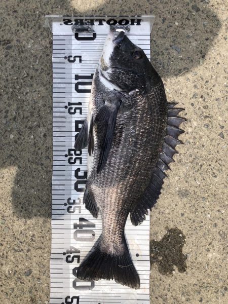 大漁‼️60匹‼️