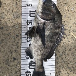 イチノ兄弟、釣果!