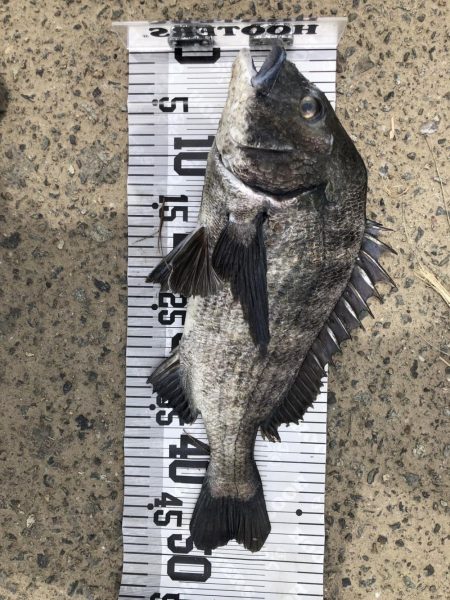 イチノ兄弟、釣果!