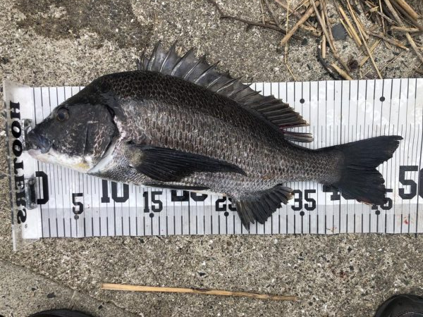 イチノ兄弟、釣果!