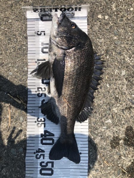 イチノ兄弟、釣果!