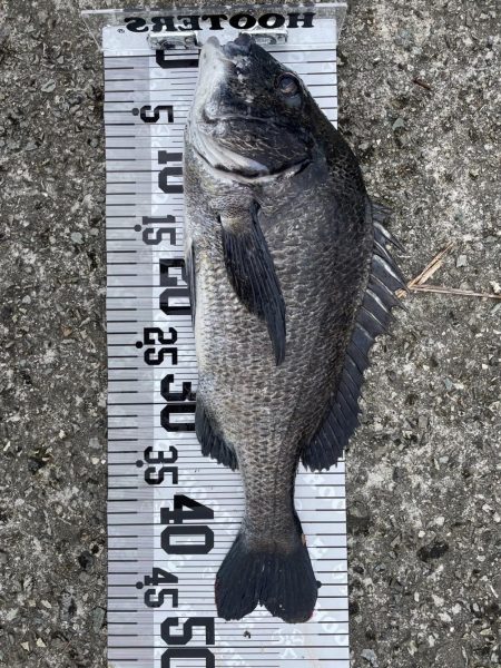 イチノ兄弟、釣果!