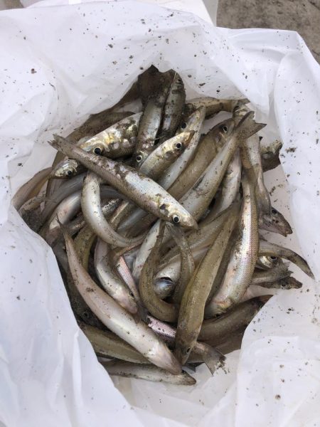 サーフからのキス