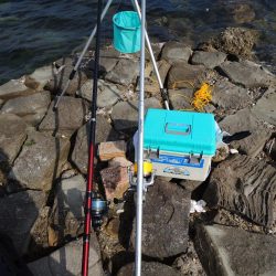 梅雨入り前のキス釣り ガッチョが多い