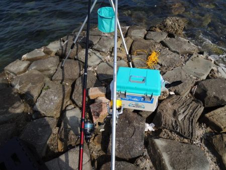 梅雨入り前のキス釣り ガッチョが多い