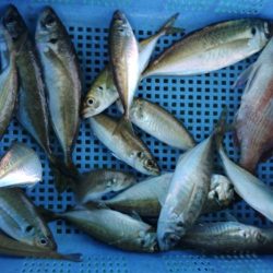 泉州丸　釣果