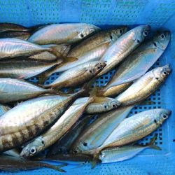 泉州丸　釣果