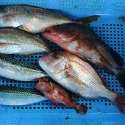 泉州丸　釣果