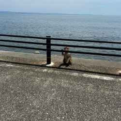 朝のちょい投げ釣り