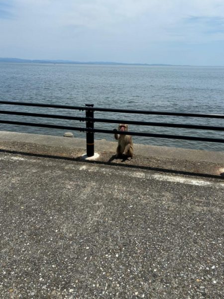 朝のちょい投げ釣り