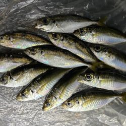 まだまだいけそうですね