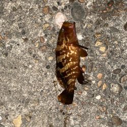 梅雨に入る前の根魚釣り