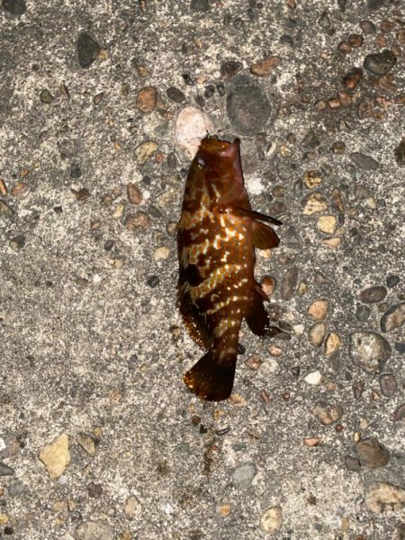 梅雨に入る前の根魚釣り