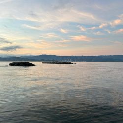 エソ以外釣れませんかねぇ?