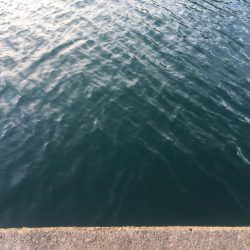 試行錯誤ヤエン