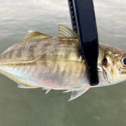 キビレの活性MAX‼️