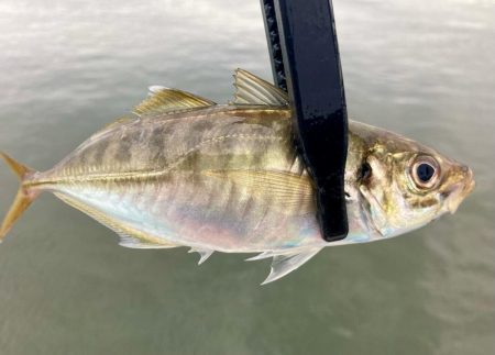 キビレの活性MAX‼️