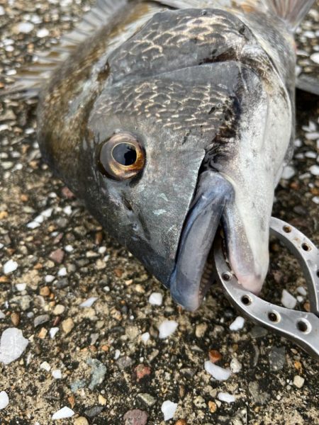 エビ撒きでセイゴの活性高いです