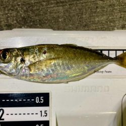 久しぶりの中アジ!