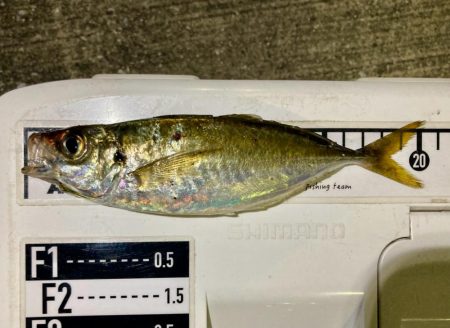 久しぶりの中アジ!