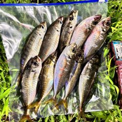 雨風でもアジング