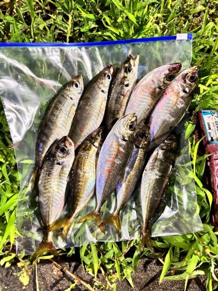 雨風でもアジング