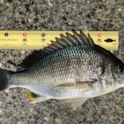 中アジ探しに！