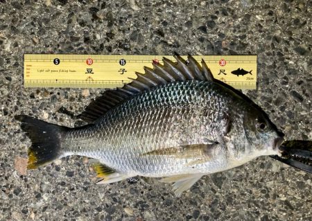 中アジ探しに！