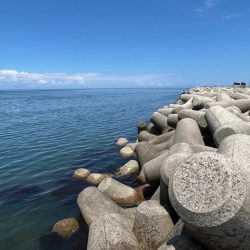 魚津港フカセ釣り